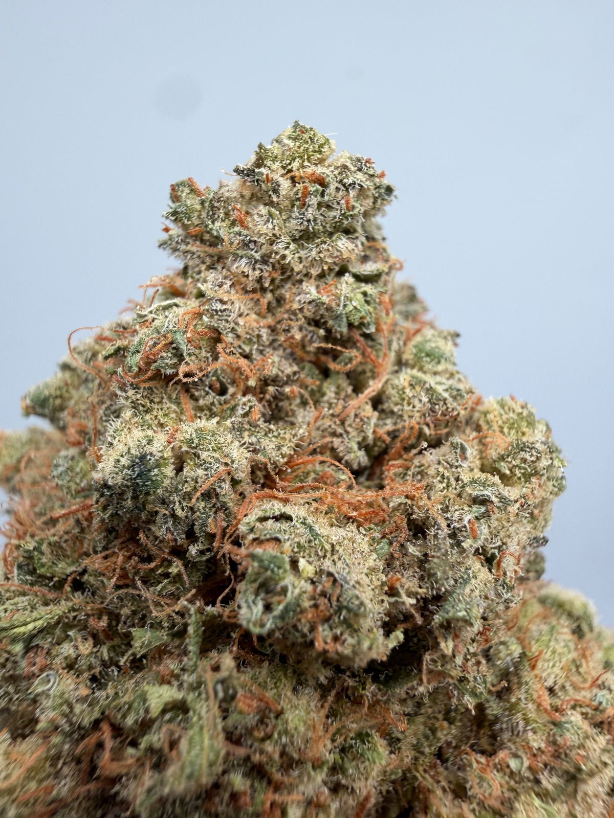 Northern Lights CBD Hidropónica – Flor CBD indoor